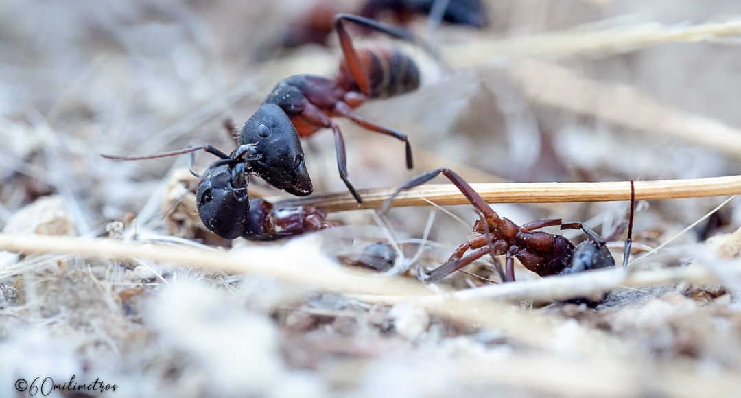 Camponotus, hormigas asesinas